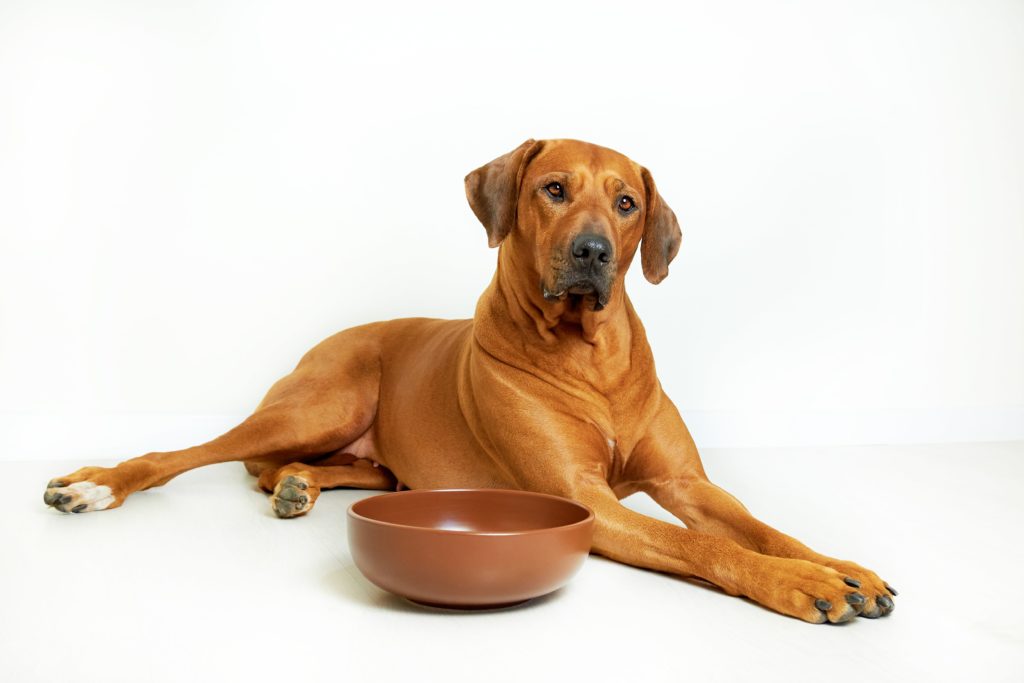 Dog Health, Dog Care, Pet Food, Nutritional Profile, Price Sensitivity, Rising Costs